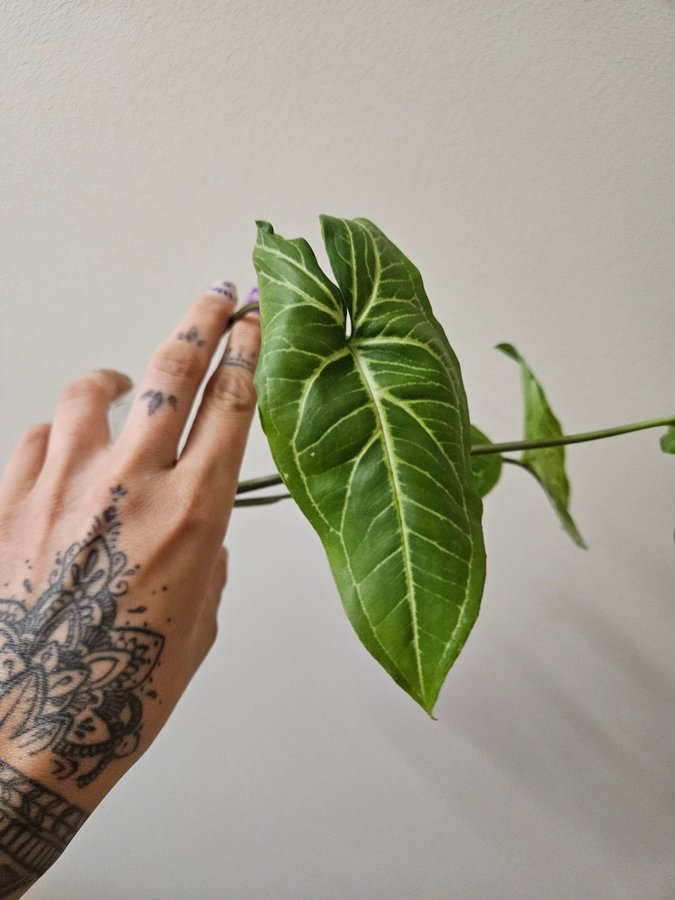 Syngonium 'Albolineatum'