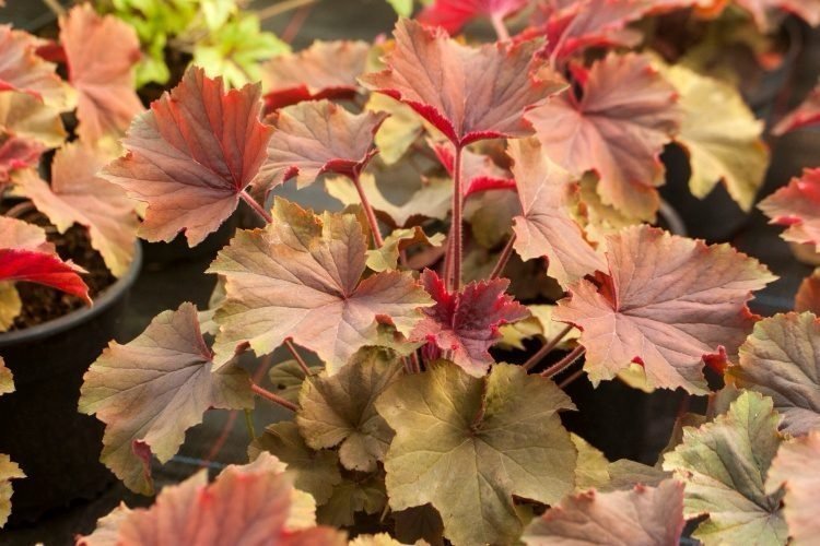 Nyhet! Heuchera villosa 'XXL'