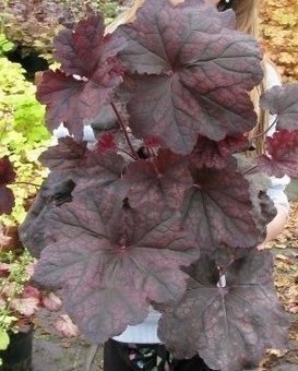 Nyhet! Heuchera villosa 'XXL'