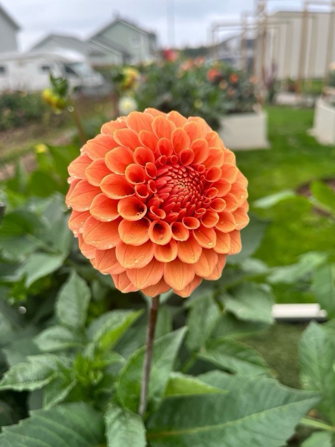 Dahlia Rose Toscano - chicken leg