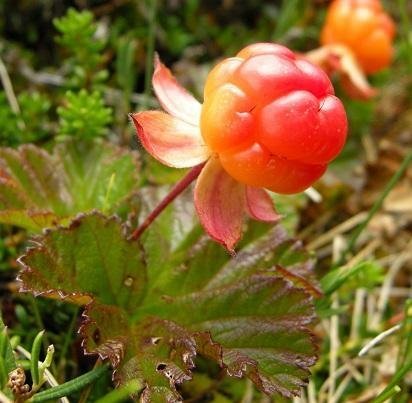 Rubus chamaemorus 'Nyby' - Hjortron - PLANTA - RARITET!