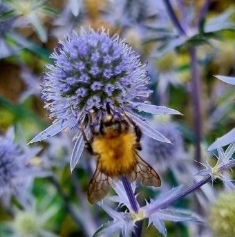 50 st fröer från Alpmarton perenn älskas av bin och humlor