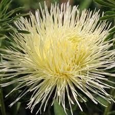 Aster/ sommaraster NEL höjd 50-60 cm blommar juli-oktober 40 frö