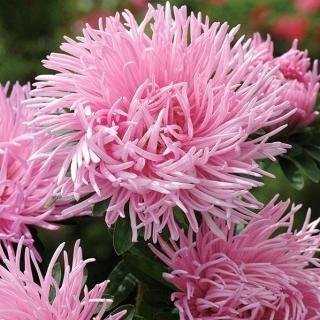 Aster Pink Jubilee höjd 40-50 cm blommar juli-oktober 40 frö