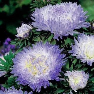 Aster/ Sommaraster "Duchesse Silvery Blue" höjd 60 cm blommar juli-okt 40 frö