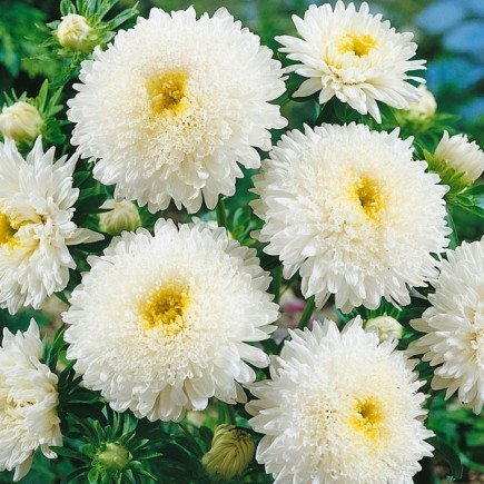 Aster Princess Vit höjd 45-60 cm blommar juli-oktober 40 frö