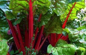 Mangold 'Rhubarb Chard' 20 frön