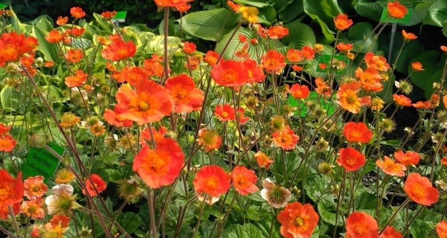 Kungsnejlikrot/ Röd nejlikrot flerårig höjd 50-70 cm blom juni-sept 30 frö