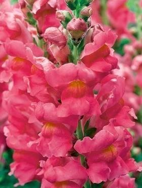 Lejongap Samuraj  höjd 100-120 cm blomstertid juli-oktober minst 200 frö