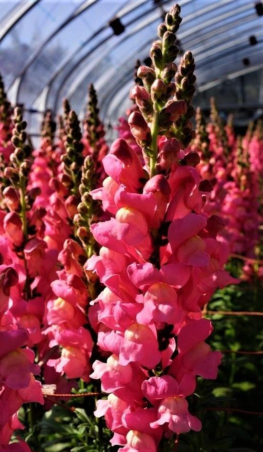 Lejongap Samuraj  höjd 100-120 cm blomstertid juli-oktober minst 200 frö