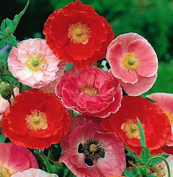 Vallmo/ kornvallmo Shirley Mix h 60 cm blomstertid juni-augusti ca 200 frö