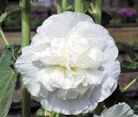 Stockros Alcea rosea vit dubbel h ca 25 meter blommar juli-sept 8 frön