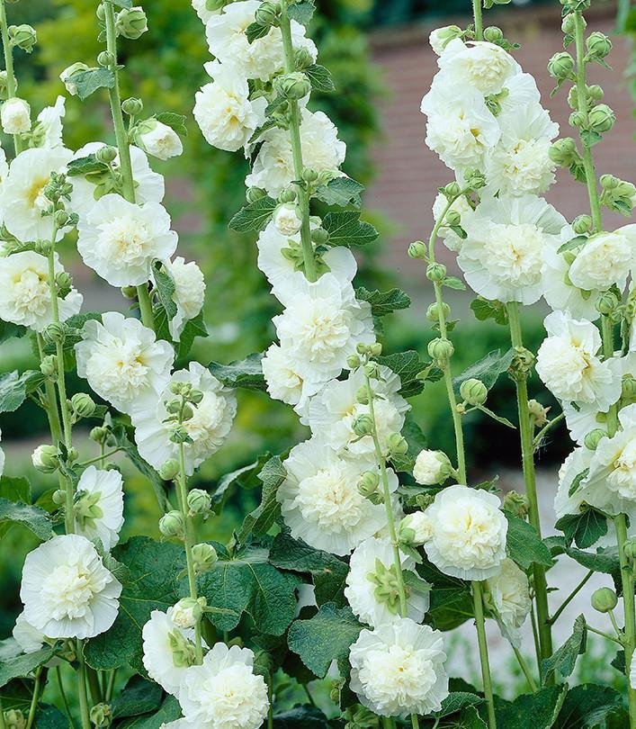 Stockros Alcea rosea vit dubbel h ca 25 meter blommar juli-sept 8 frön