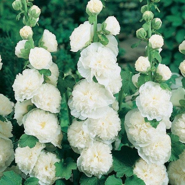 Stockros Alcea rosea vit dubbel h ca 25 meter blommar juli-sept 8 frön