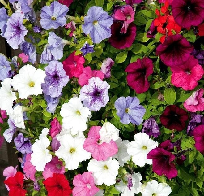 Hängpetunia/ Surfinia 2 Mixed 60 cm långa rankor blommar juni - frost 50 frö