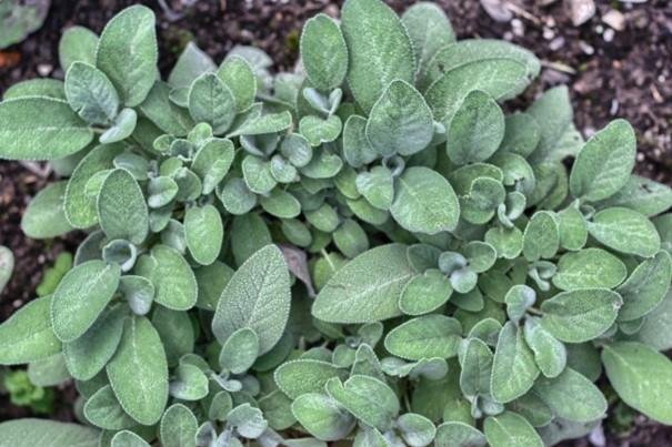 Salvia kryddväxt flerårig höjd ca 40 cm blommar jjuni-juli ca 50 frön