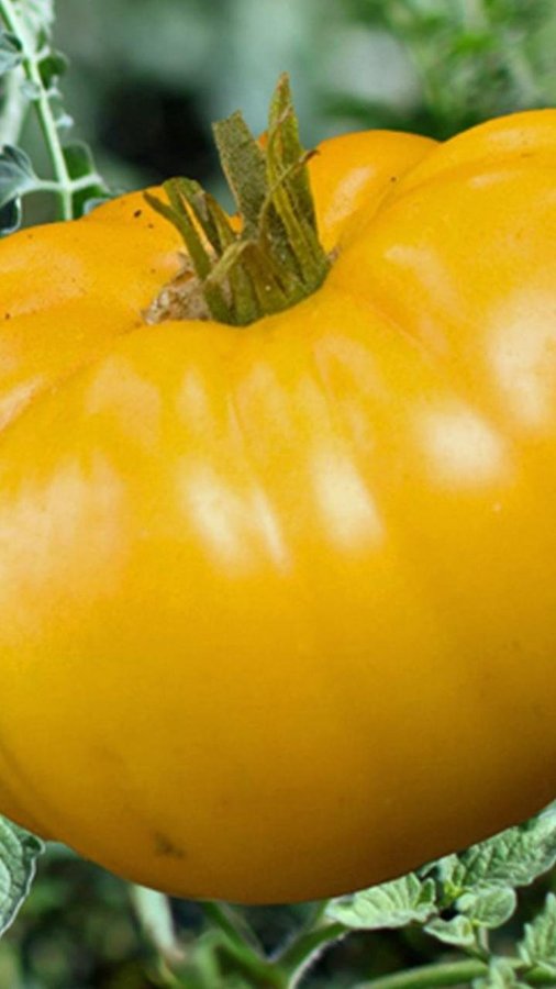 Tomat 'Brandywine Yellow'/ ’Grappa Gialla’ fantastiskt smakrik bifftomat!