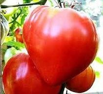 Tomat 'Cuor di Bue’ Oxheart Den hjärtformade tomaten!