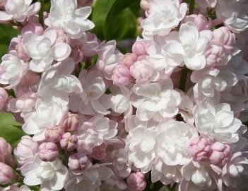 Syringa 'Beauty of Moscow' - Syren