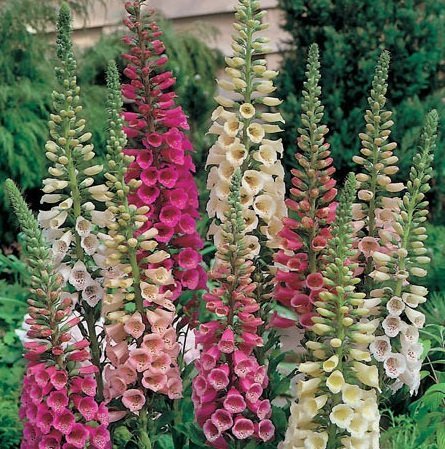 Fingerborgsblomma Foxglove Foxy Mix 25 Frön