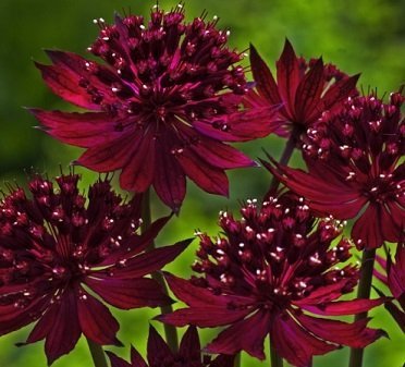 Astrantia major 'Moulin Rouge' - Stjärnflocka