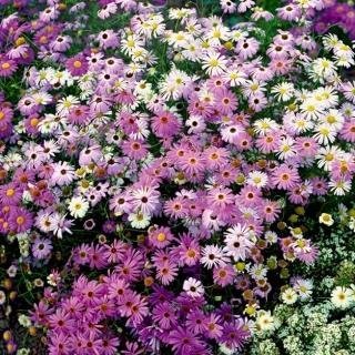 Dockkrage Mix ettårig höjd 25-35 cm blommar juli-september ca 100 frön