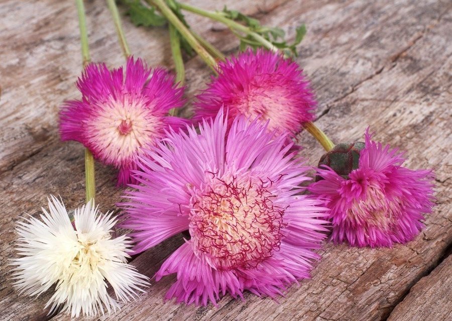 Doftklint/ Blåklint Sweet Sultan höjd 80 cm blomtid juni-september 40 frön