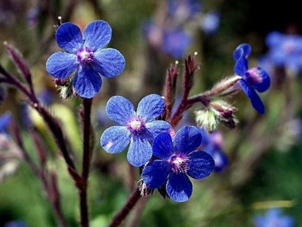 Kinesisk Förgätmigej flerårig höjd 45 cm blommar juli-september 30 frön