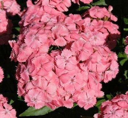 Borstnejlika Newport Pink tvåårig höjd 35-50 cm blommar juni-augusti 50 frö