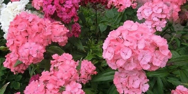 Borstnejlika Newport Pink tvåårig höjd 35-50 cm blommar juni-augusti 50 frö