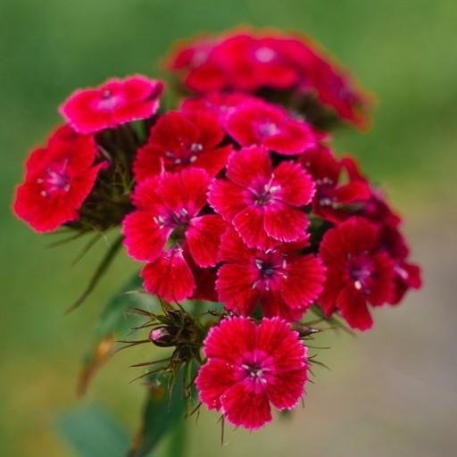 Borstnejlika Scarlet Beauty tvåårig höjd 35-50 cm blom juni-augusti 50 frön