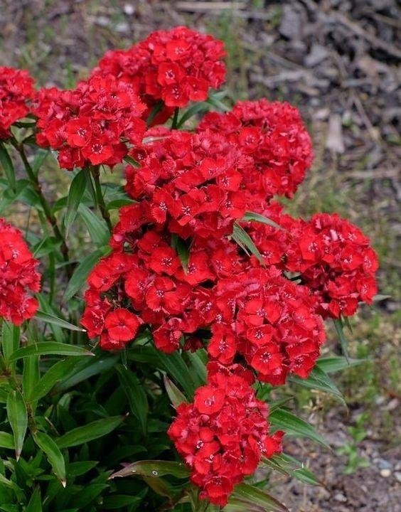 Borstnejlika Scarlet Beauty tvåårig höjd 35-50 cm blom juni-augusti 50 frön