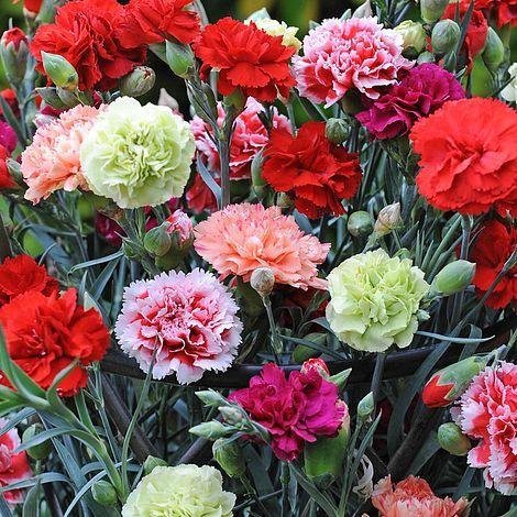 Trädgårdsnejlika Carnation Mix flerårig h 30-60 cm bl augusti-okt 50 frö