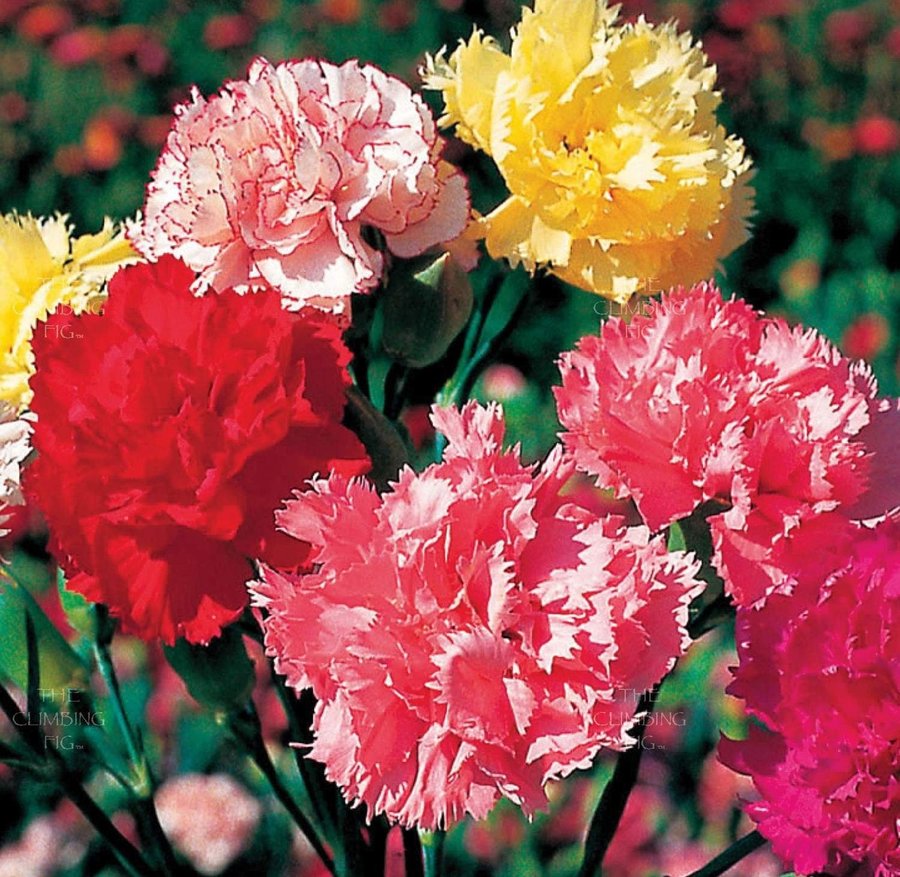 Trädgårdsnejlika Carnation Mix flerårig h 30-60 cm bl augusti-okt 50 frö