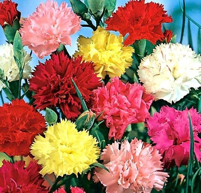 Trädgårdsnejlika Carnation Mix flerårig h 30-60 cm bl augusti-okt 50 frö