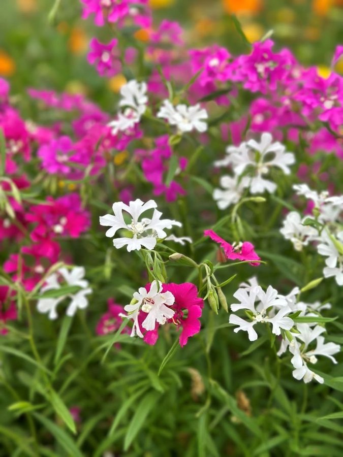 Clarkia Pulchella mix höjd 30-40 cm blommar juli-oktober minst 200 frön