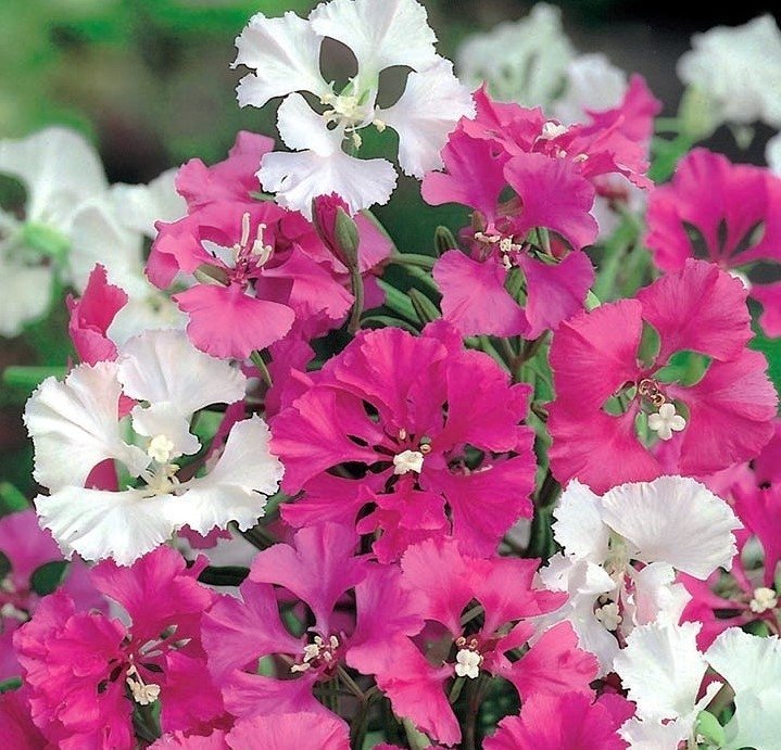 Clarkia Pulchella mix höjd 30-40 cm blommar juli-oktober minst 200 frön