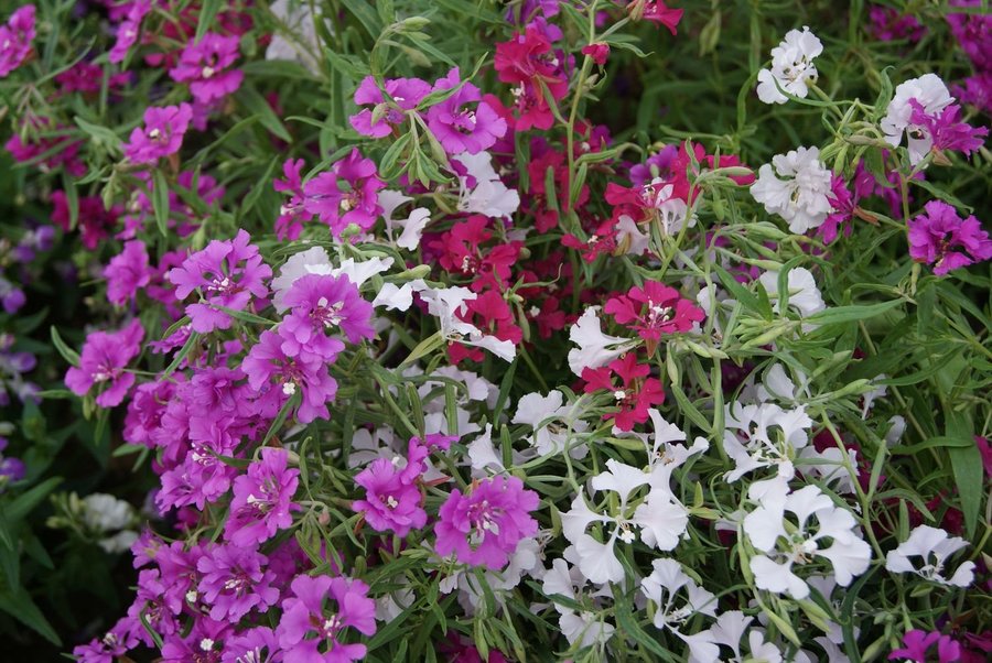 Clarkia Pulchella mix höjd 30-40 cm blommar juli-oktober minst 200 frön