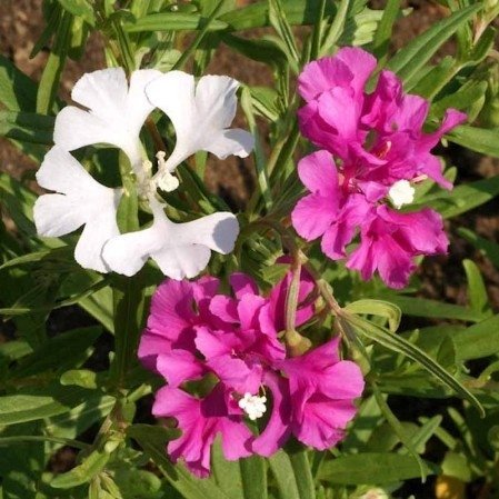 Clarkia Pulchella mix höjd 30-40 cm blommar juli-oktober minst 200 frön