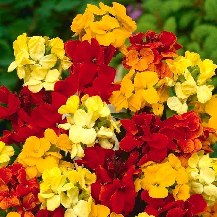 Gyllenlack/ Siberisk Wallflower tvåårig h 30-40 cm bl apr-juli ca 70 frön