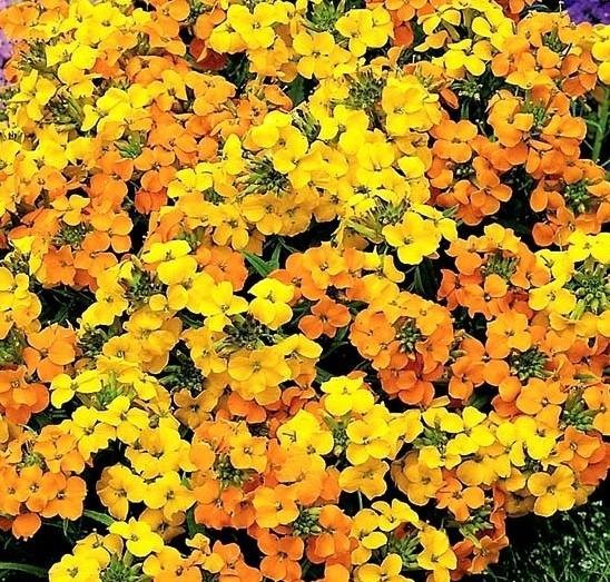 Gyllenlack/ Siberisk Wallflower tvåårig h 30-40 cm bl apr-juli ca 70 frön