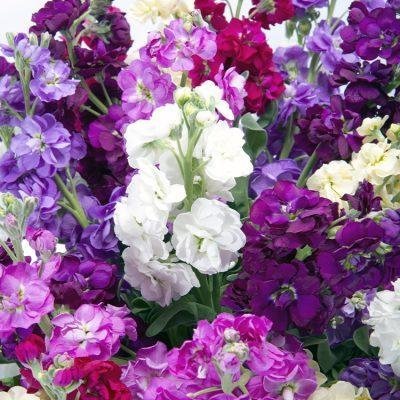 Lövkoja Excelsior mix välrenad höjd 50-60 cm blommar juli-september 40 frön