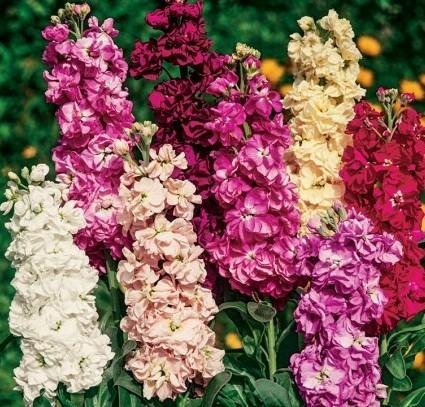 Lövkoja Varsovia Mix  höjd 55-65 cm blommar juli-sept 40 frön
