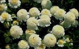 Mattram Snowball ettårig höjd 15-20 cm blommar juni-september ca 50 frön