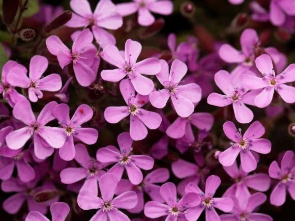 Liten Såpnejlika flerårig höjd 20-30 cm blommar maj-juli ca 100 frön