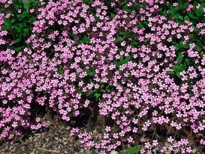 Liten Såpnejlika flerårig höjd 20-30 cm blommar maj-juli ca 100 frön