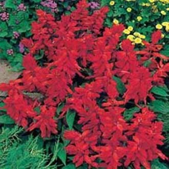 Salvia Prakt- Blaze of Fire Röd Praktsalvia 5 Frön