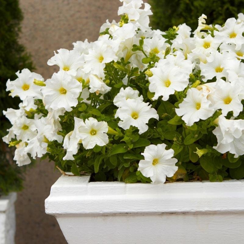 Petunia Spetsslöja höjd ca 30 cm blommar juni-oktober ca 40 frön