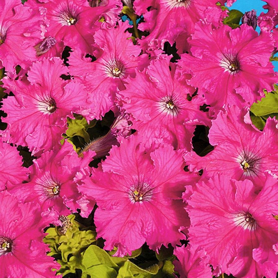 Petunia Afton mörkrosa höjd ca 30 cm blommar maj-oktober ca 30 frön