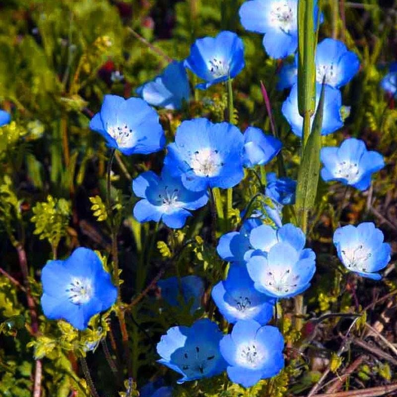 Prins Gustafs Öga höjd 20-25 cm blommar juni-augusti ca 50 frön